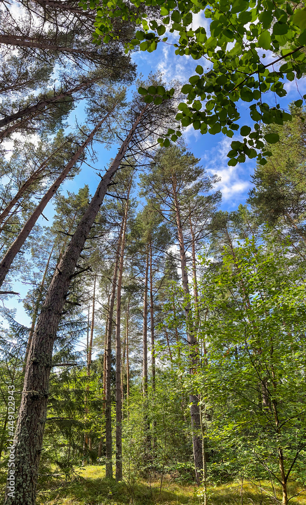 Fototapeta premium Scenic landscape of sunny summer mixed forest with tall pines reaching towards a bright blue sky