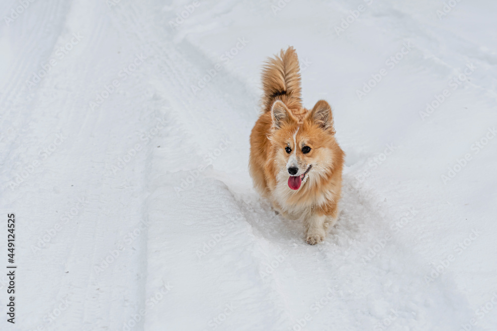 Wales Corgi Pembroke runs through the snow on a cold winter day Wales Corgi Pembroke runs through the snow on a cold winter day