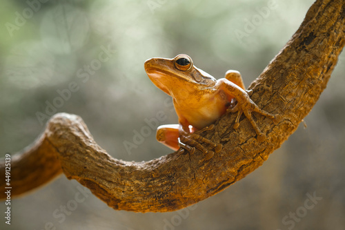 Tree Frog on Branch