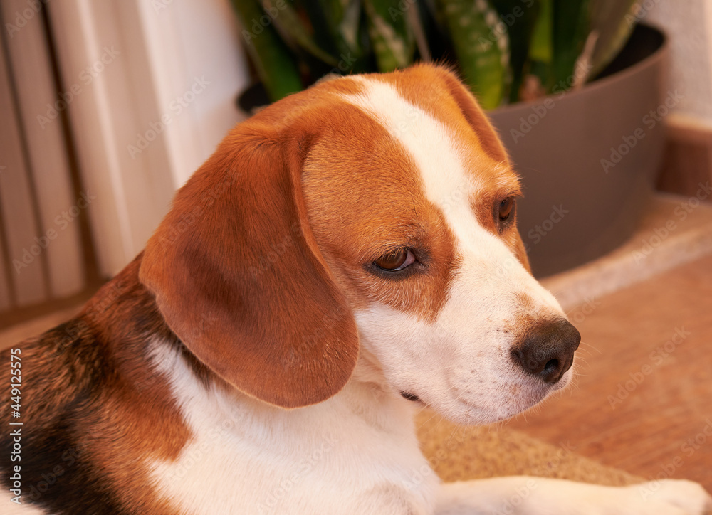 A PORTRAIT OF BEAGLE DOG