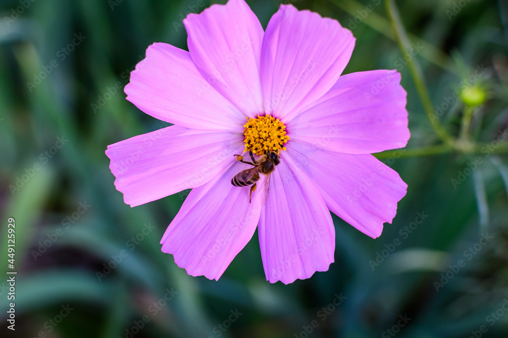 One delicate vivid pink flower of Cosmos plant in a British cottage style garden in a sunny summer day, beautiful outdoor floral background photographed with soft focus. One delicate vivid pink flower of Cosmos plant in a British cottage style garden in a sunny summer day, beautiful outdoor floral background photographed with soft focus.