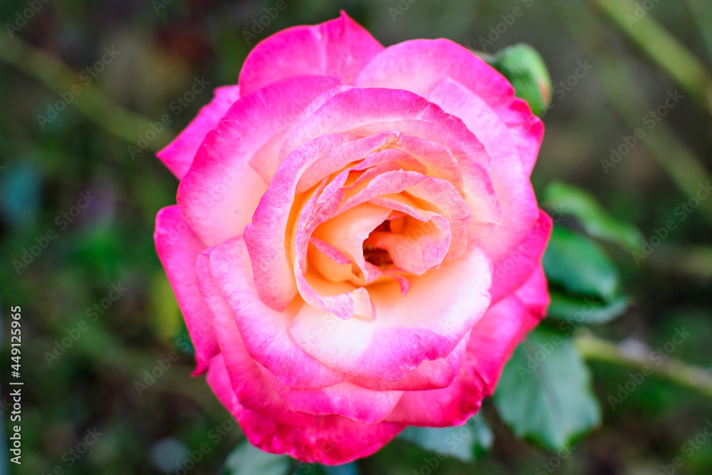 One large and delicate vivid pink rose in full bloom in a summer garden, in direct sunlight, with blurred green leaves in the background. One large and delicate vivid pink rose in full bloom in a summer garden, in direct sunlight, with blurred green leaves in the background.