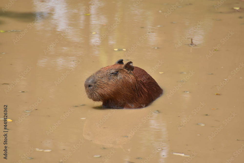 A Capybara is sitting alone in a pond, enjoying and relaxing itself. Which is the best things to do during Covid-19 pandemic. Also, this image is best describe earth tone color. A Capybara is sitting alone in a pond, enjoying and relaxing itself. Which is the best things to do during Covid-19 pandemic. Also, this image is best describe earth tone color.