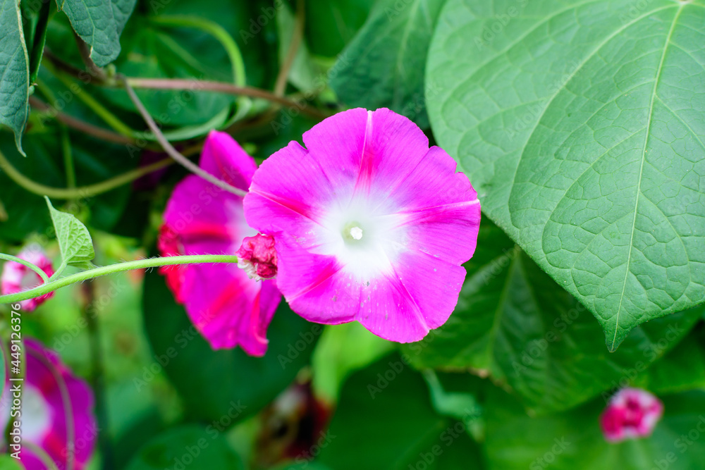 One delicate vivid pink flower of morning glory plant in a a garden in a sunny summer garden, outdoor floral background photographed with soft focus. One delicate vivid pink flower of morning glory plant in a a garden in a sunny summer garden, outdoor floral background photographed with soft focus.
