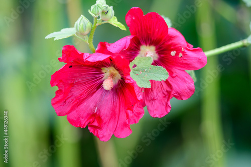 Many delicate pink red flowers of Althaea officinalis plant, commonly known as marsh-mallow in a British cottage style garden in a sunny summer day, beautiful outdoor floral background.