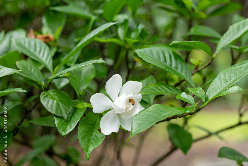 Obraz premium common gardenia