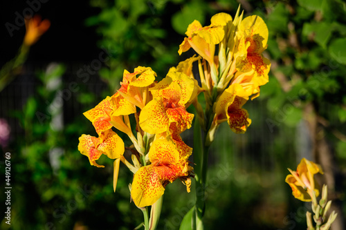 Vivid yellow and red flowers of Canna indica, commonly known as Indian shot, African or purple arrowroot, edible canna or Sierra Leone arrowroot, in soft focus, in a garden in a sunny summer day. photo