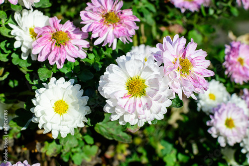 Many vivid pink and white Chrysanthemum x morifolium flowers in a garden pot in a sunny autumn day  beautiful colorful outdoor background photographed with soft focus.