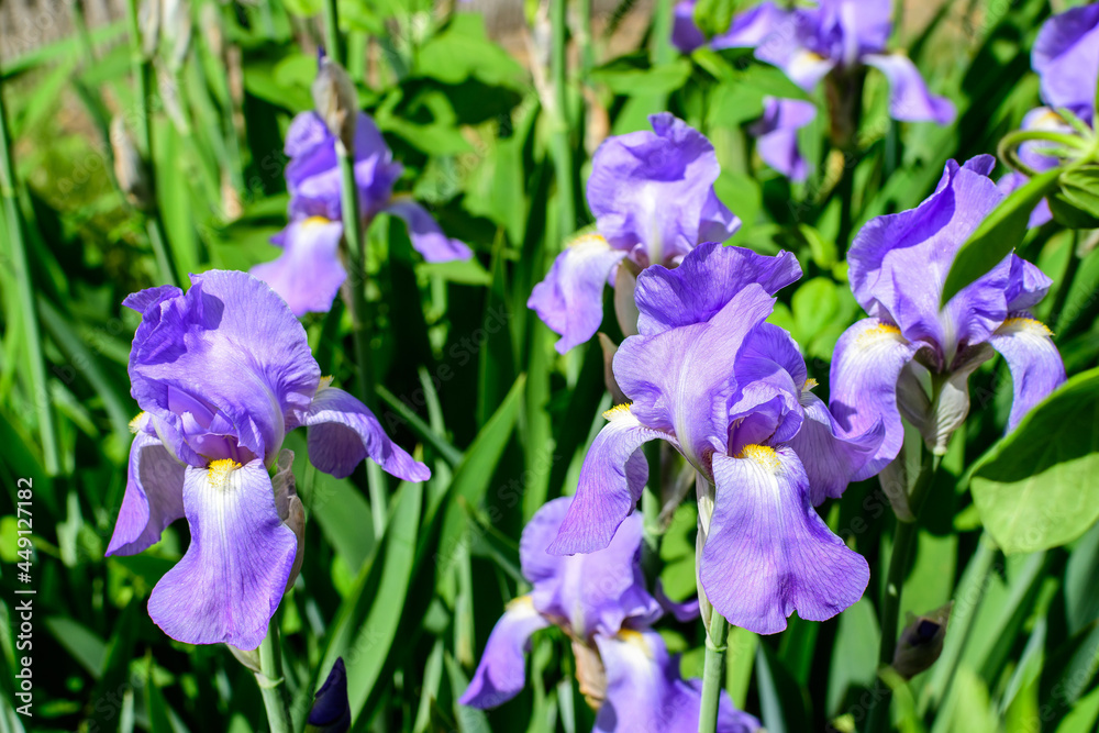 Close up of blue iris flowers on green, in a sunny spring garden, beautiful outdoor floral background photographed with soft focus. Close up of blue iris flowers on green, in a sunny spring garden, beautiful outdoor floral background photographed with soft focus.