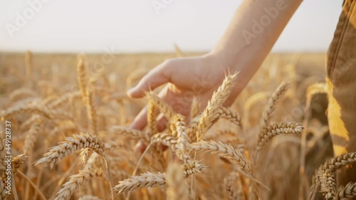 The farmer walks across the field and touches the ears of oats with his hand against the backdrop of the sun's rays.Wheat harvesting concept. Organic farming.
