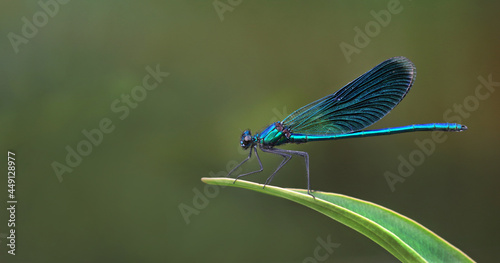river bright blue dragonfly on a leaf. copy space photo