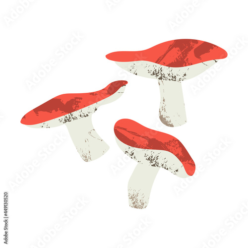 Russula. Edible mushrooms. Autumn forest food. Seasonal raw fungi isolated on white. Vegetarian product. Vector flat cartoon illustration