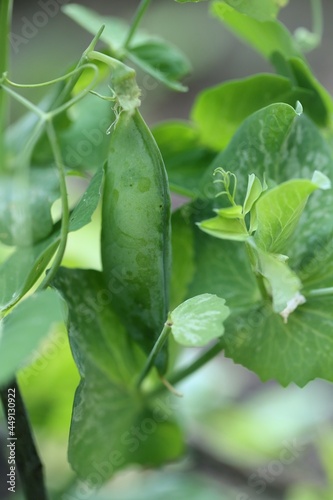 Green peas pods. Organic farm peas. Fresh bio green vegetables.Growing organic vegetables. High quality photo