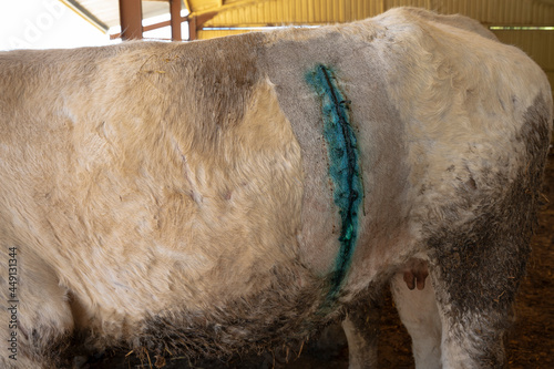 cesarean section in cow showing staples photo