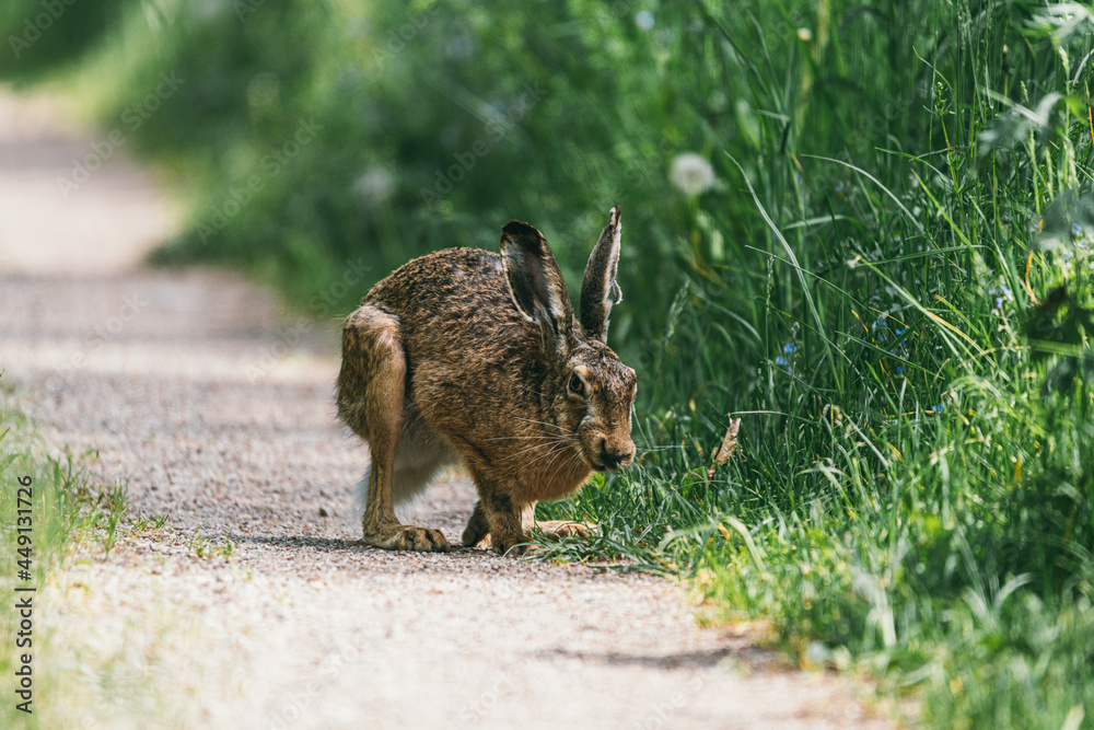 Fototapeta premium Brown hare Scientific name: Lepus Europaeus Large, alert adult hare sat upright in natural farmland habitat.