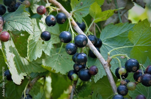 blackcurrant berries ripened on a bush in the garden