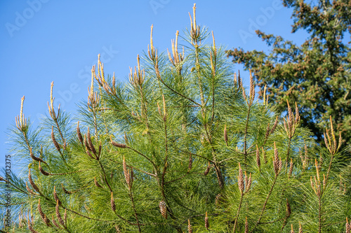 Washington Park Arboretum photo