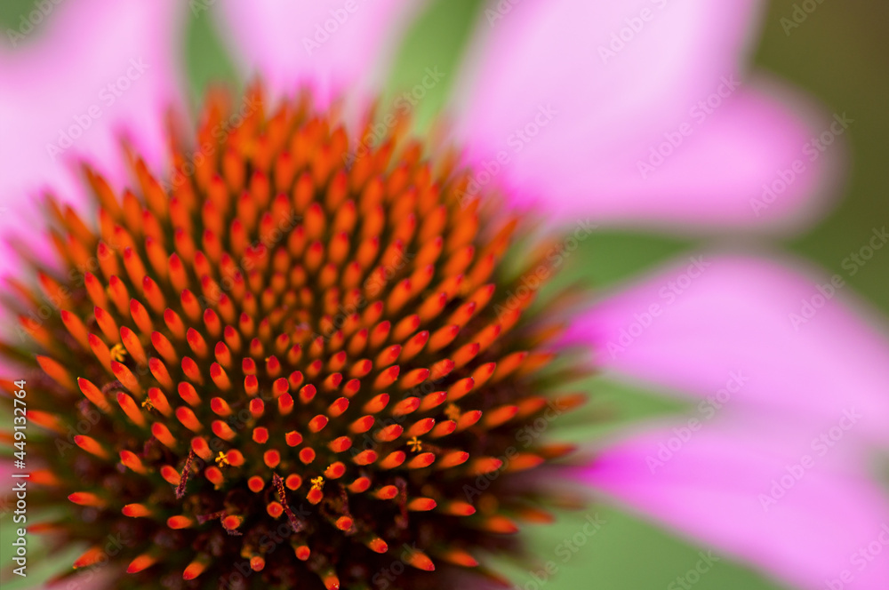 echinacea flower close up on a green background echinacea flower close up on a green background
