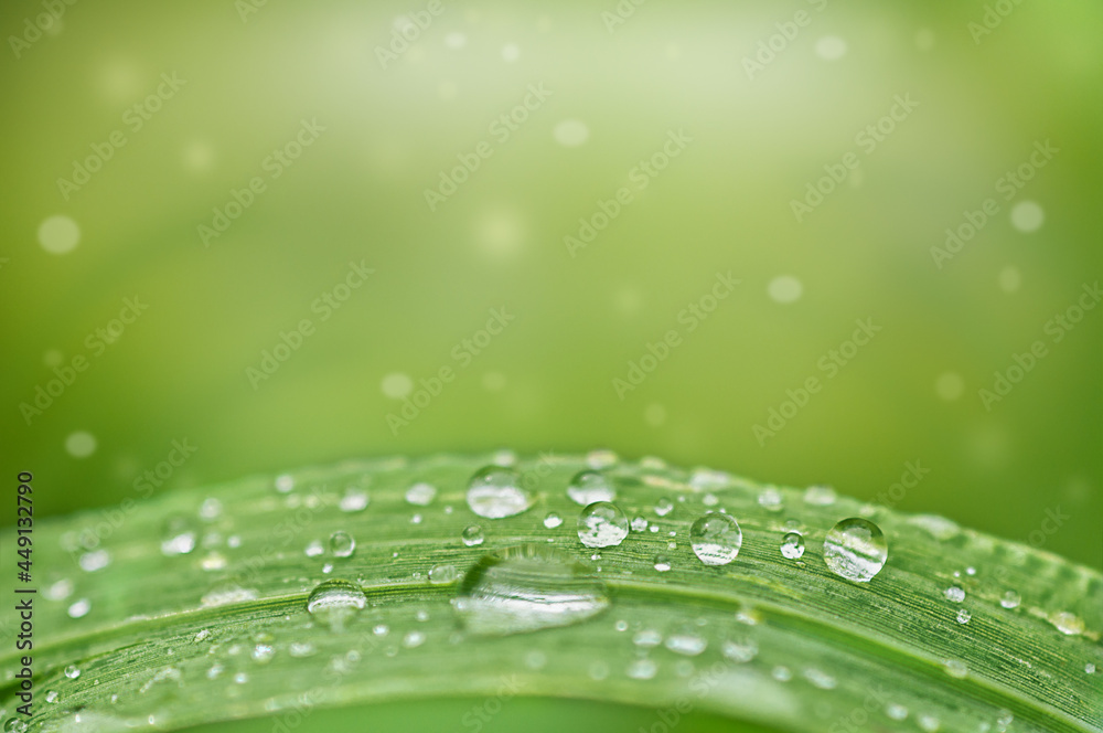 drops on the grass close up on a green background
