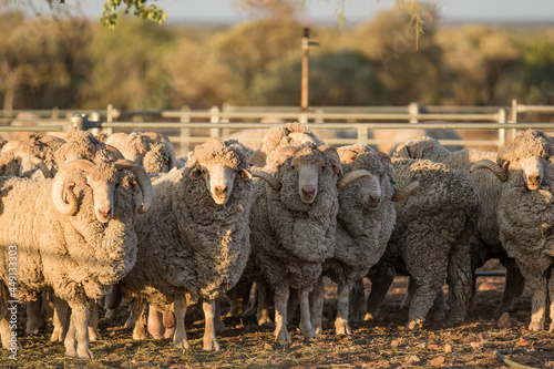 Merino rams looking at the camera photo