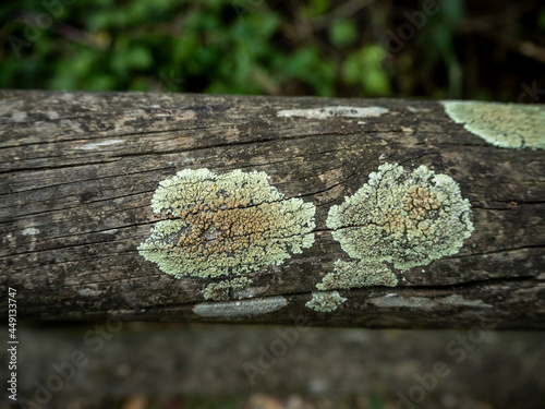 wooden log with dry moss