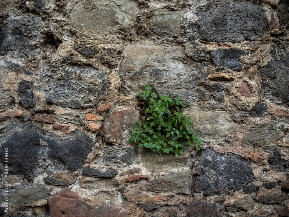 stone wall texture with a plant stone wall texture with a plant