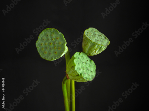 Lotus seeds on black background photo