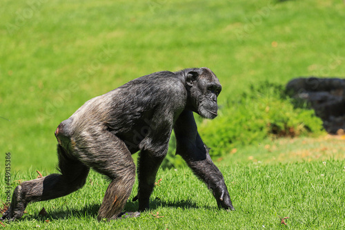 Chimpanzee walking in a field. Side view