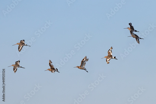 Folk of Black-tailed godwit (Limosa haemastica), caradriform bird of the Scolopacidae family. One of Largest and most showy European waders,
