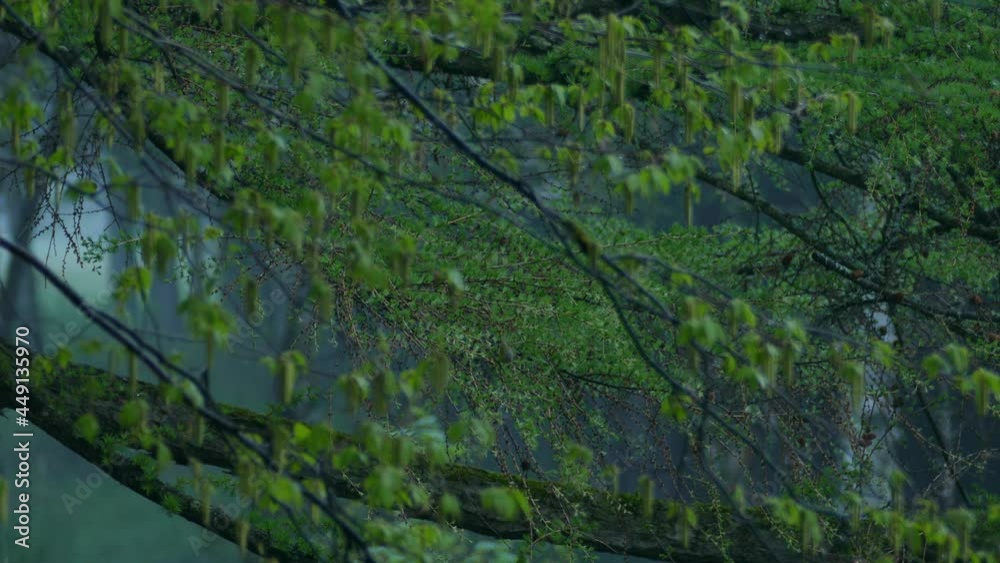 Natural landscape of foggy morning in a gloomy rainy forest environment with bird landed on a swaying fruit tree. Natural landscape of foggy morning in a gloomy rainy forest environment with bird landed on a swaying fruit tree.