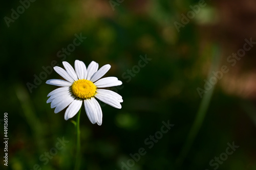blooming chamomile growing in meadow against background of green grass. Blurred green natural background. Daisy  chamomile close-up. Selective focus.  Copy space