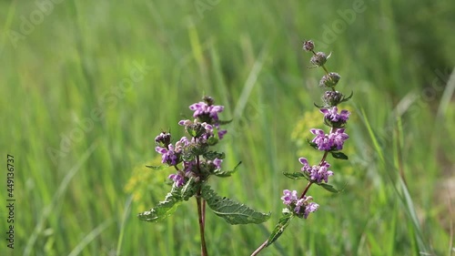 Phlomis tuberosa. Flowering plants in summer in a meadow in the south of western Siberia photo