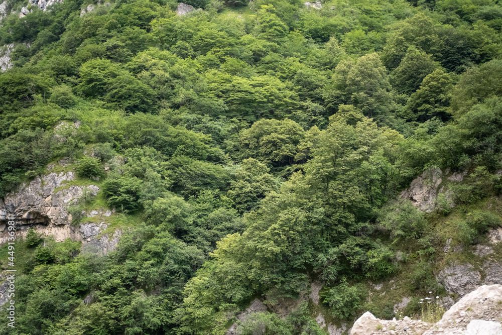 Dense forests, green trees growing on inaccessible rocks.