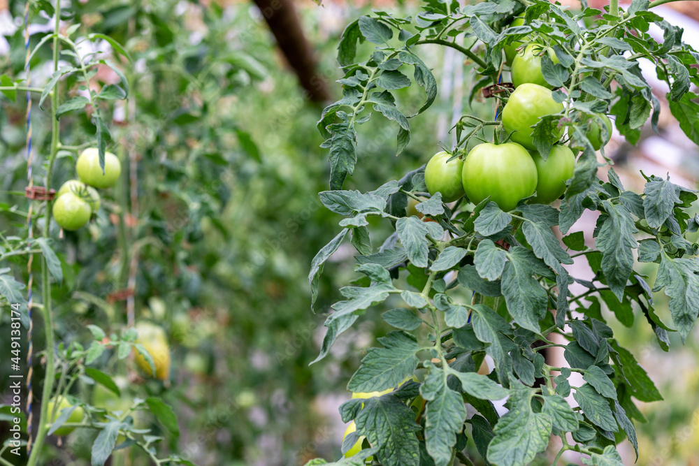 tomatoes growing in a greenhouse tomatoes growing in a greenhouse