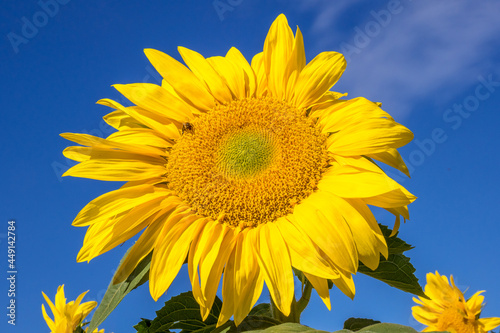 Sunflowers on a blue sky background