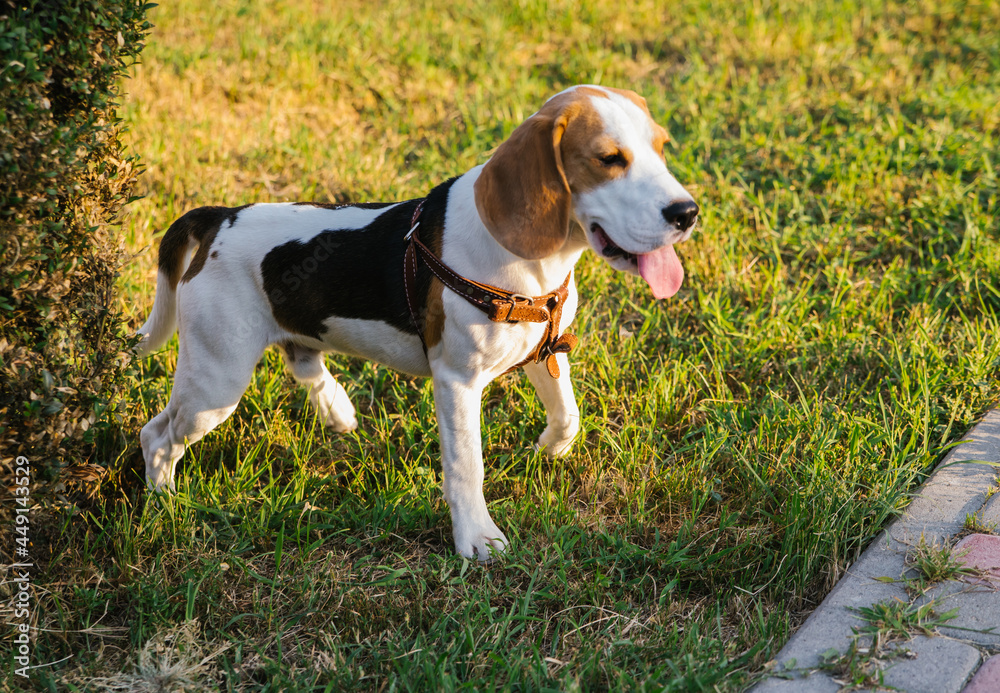 A small beagle dog walks in a public park. Cute puppy on the green grass.