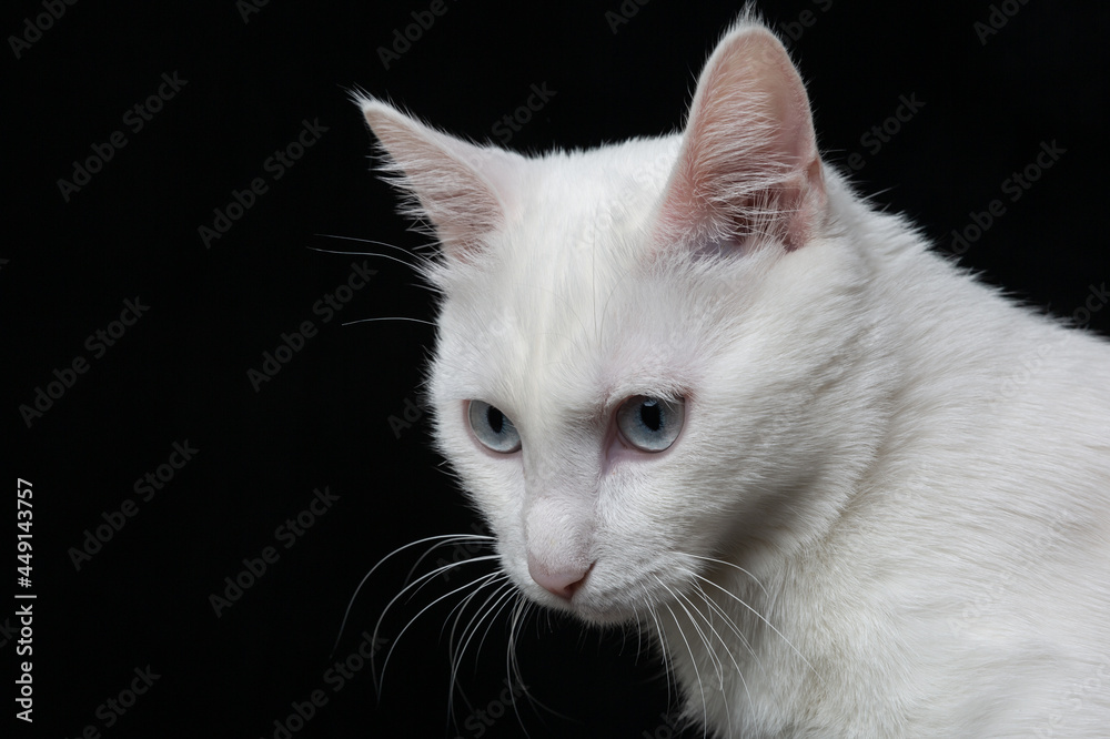White cat with blue eyes on black background