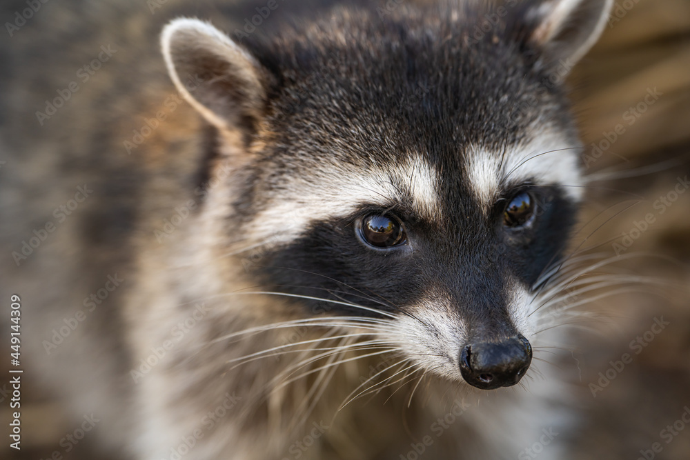 Close-up of a raccoon. Wildlife photography.