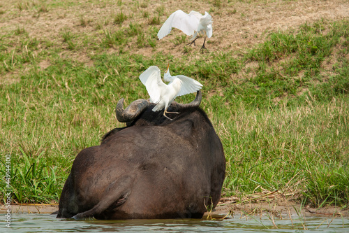 buffalo and intermediate egrets uganda photo