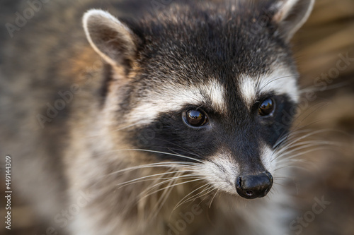 Close-up of a raccoon. Wildlife photography.