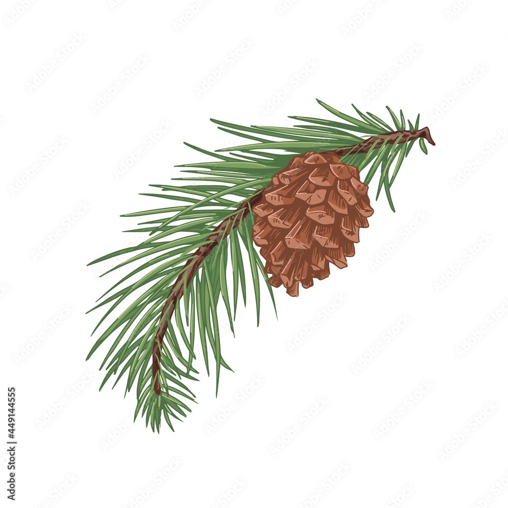 Pine tree branch with green needles and cone. Fresh coniferous evergreen twig with pinecone. Vintage botanical drawing of conifer sprig. Hand-drawn vector illustration isolated on white background Pine tree branch with green needles and cone. Fresh coniferous evergreen twig with pinecone. Vintage botanical drawing of conifer sprig. Hand-drawn vector illustration isolated on white background