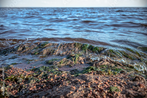 Green algae on the ocean, waves beating on the shore