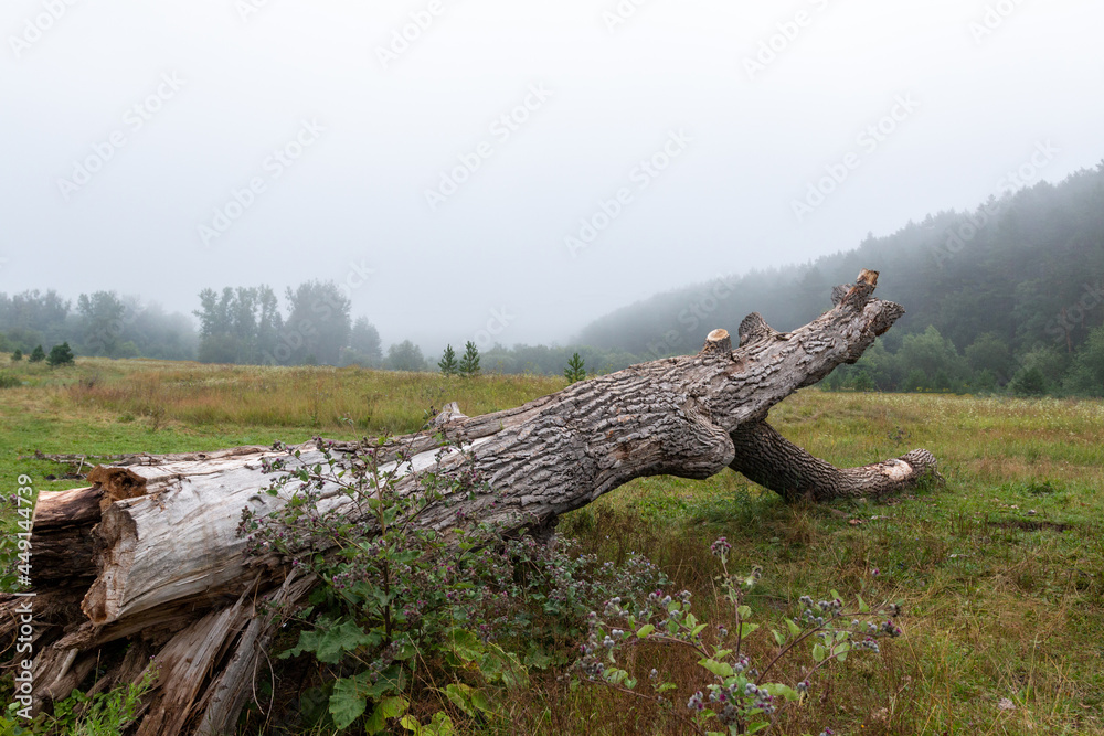 A large fallen tree lies A large fallen tree lies