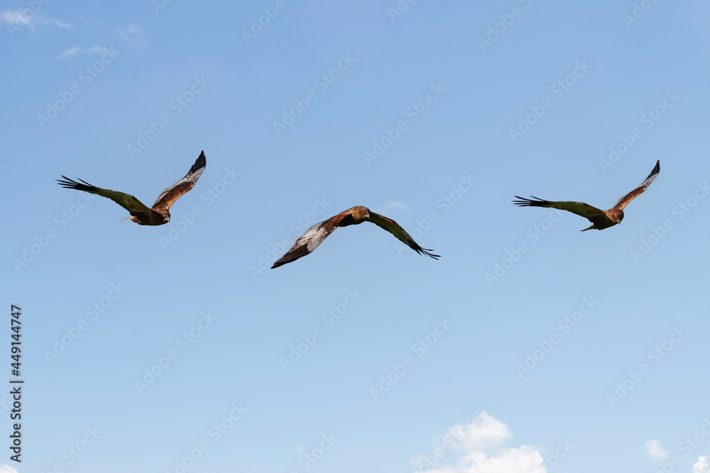 Photo composition of Western marsh harrier (Circus aeruginosus) in flight in Donana national park, Spain Photo composition of Western marsh harrier (Circus aeruginosus) in flight in Donana national park, Spain