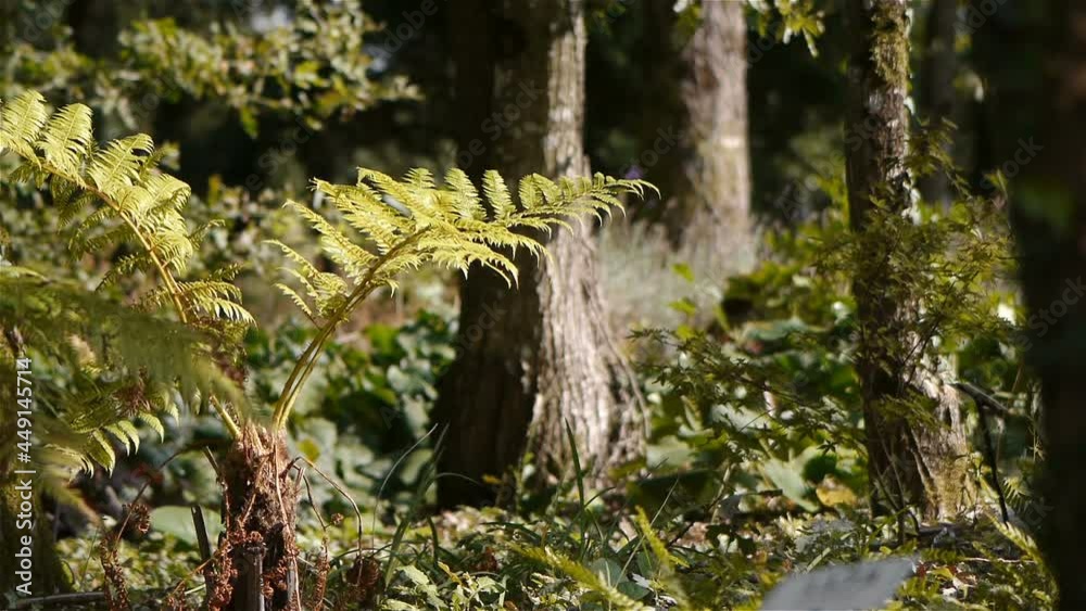 Fern Athyrium plant, close up Fern Athyrium plant, close up