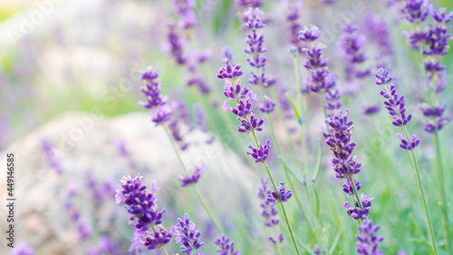Beautiful flowers of provencal lavender close-up on a blurred background with copy space. Romantic photo with French lavender in classic style. photo