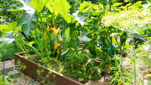 Obraz na plátně Growing zucchini, bell pepper, dill on raised wooden beds according to the principle of organic farming