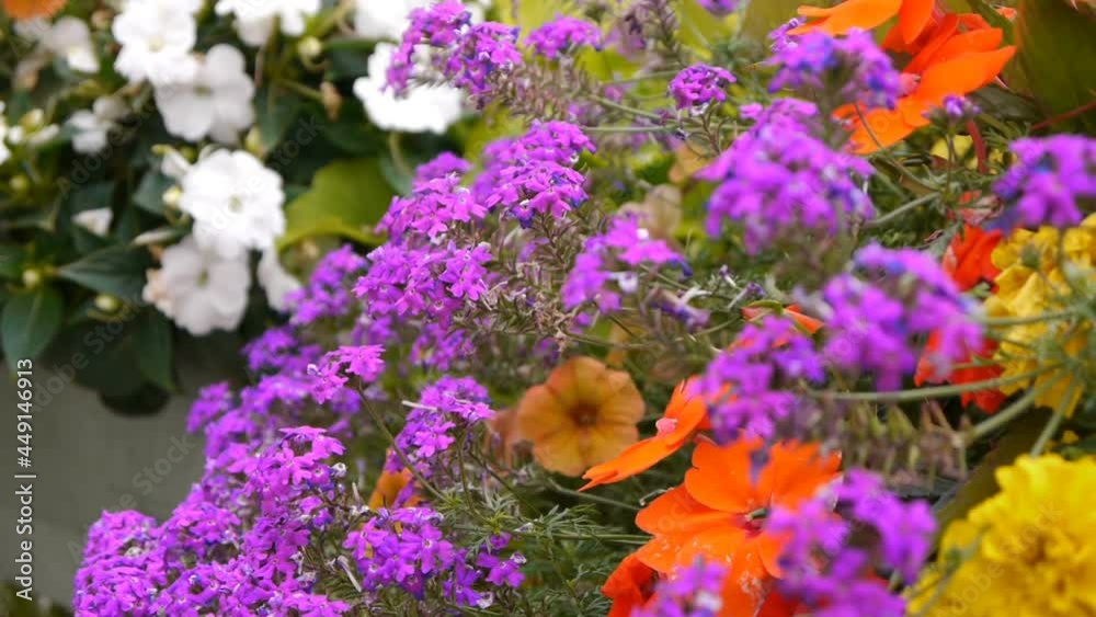 Romantic flowers in Pont L´Eveque, old village in Normandy France Romantic flowers in Pont L´Eveque, old village in Normandy France