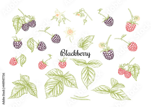 Blackberry. Ripe berries on branch. Clip art, set of elements for design Graphic drawing, engraving style. Vector illustration..