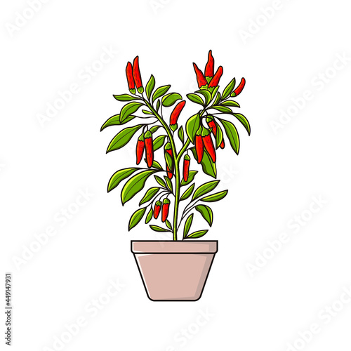 Hot chili pepper plant on the pot